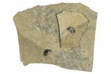 Fossil Beetle (Carabidae) - Bois d’Asson, France #290736-2